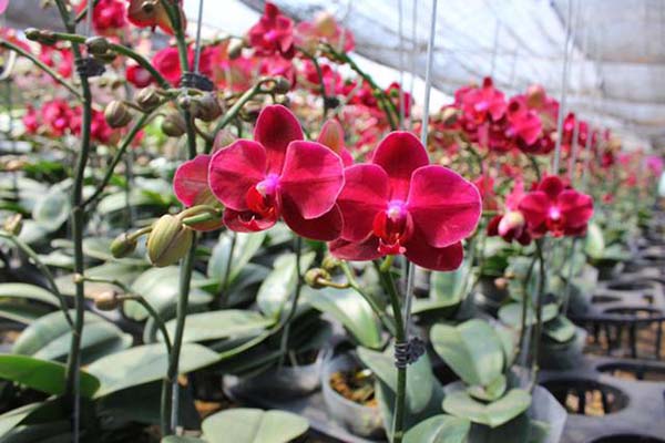 Những lưu ý trong kỹ thuật trồng hoa lan hồ điệp 