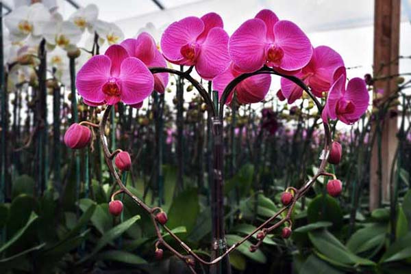 Kỹ thuật trồng hoa lan hồ điệp đúng cách 