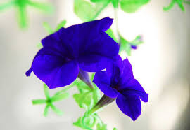 da-yen-thao-xanh