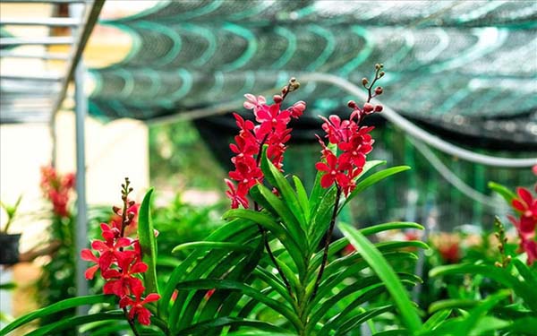 Lan mokara được nhiều người yêu thích 