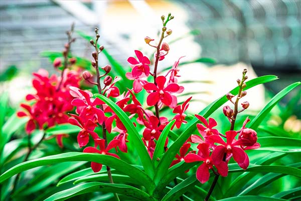 Những lưu ý khi trồng lan mokara