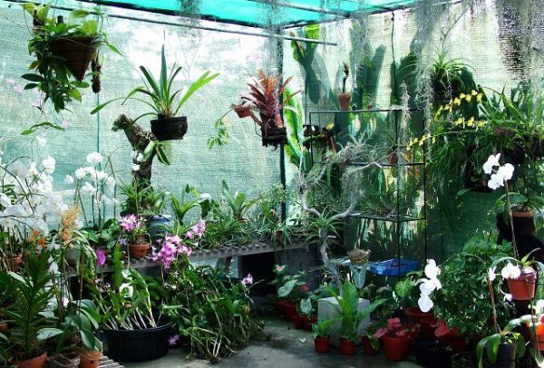 Kỹ thuật bón phân hợp lí cho lan xanh tốt