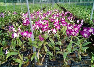 kỹ thuật chăm sóc lan-2