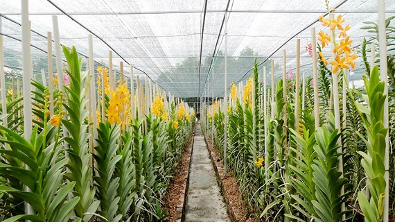 kỹ thuật chăm sóc lan-5