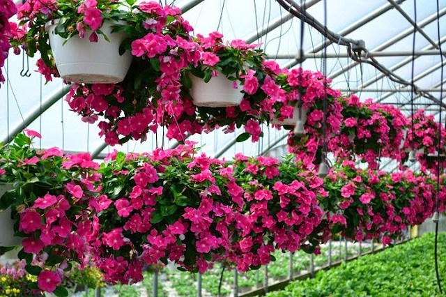 Cách trồng hoa dừa cạn cho ra nhiều bông
