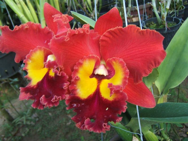 Hoa lan Cattleya mang nhiều ý nghĩa tươi đẹp và gặp nhiều may mắn cho bạn