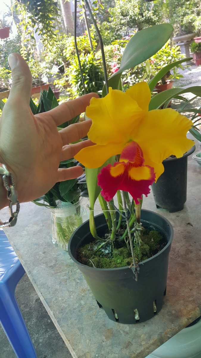 Hoa lan Cattleya thường nở hoa vào mùa xuân 