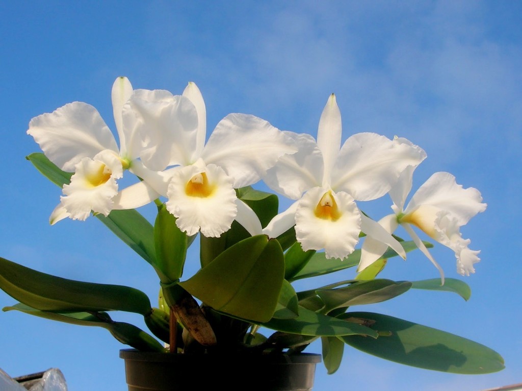 Tìm hiểu về nguồn gốc, phân loại và bệnh nấm ở lan Cattleya