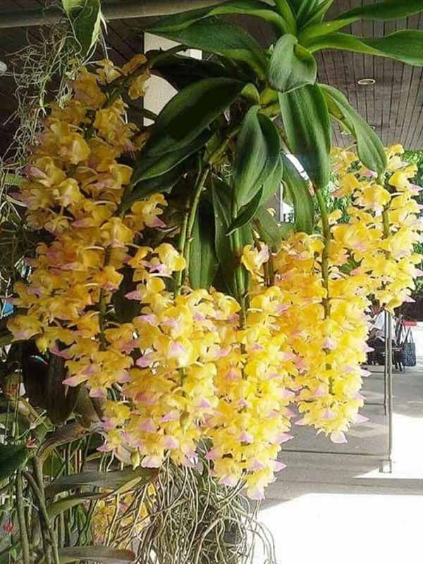 Lan Giáng Hương Hoàng Nhạn đẹp hút mắt