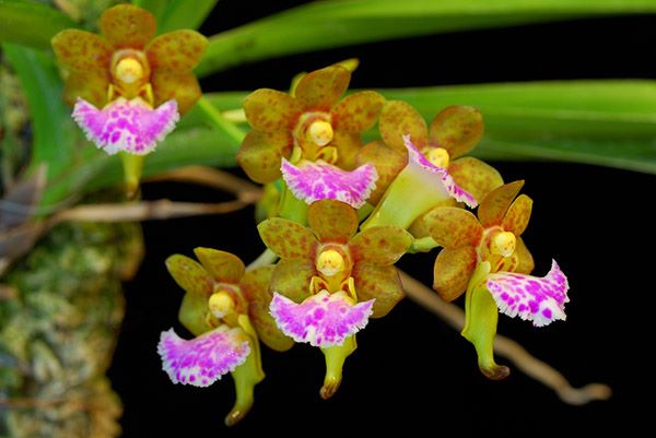 Lan Giáng Hương quạt mang vẻ đẹp độc đáo