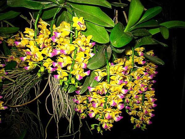Lan Giáng Hương quế nâu rực rỡ