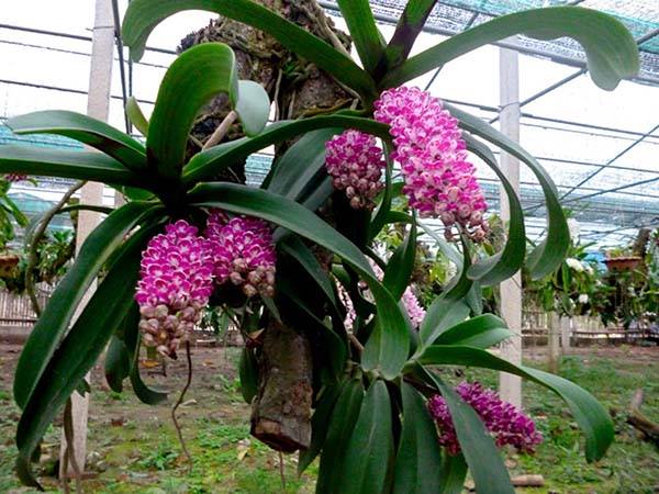 Lan Giáng Hương quế tím lãng mạng