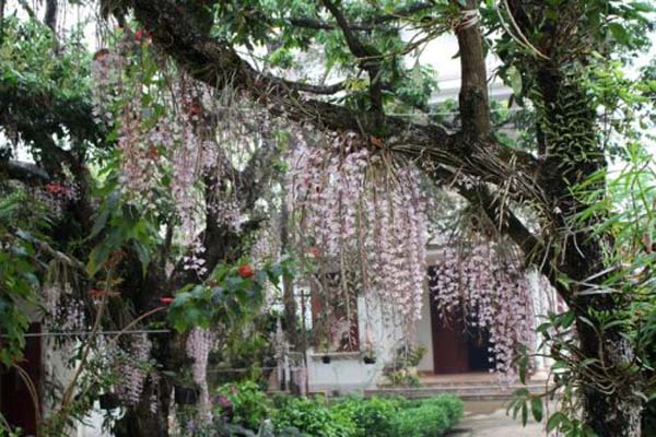 Đặc điểm của loài hoa lan hạc vỹ 