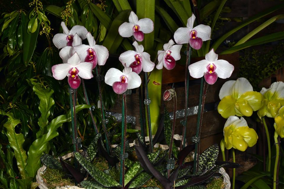 lan hài hồng quý