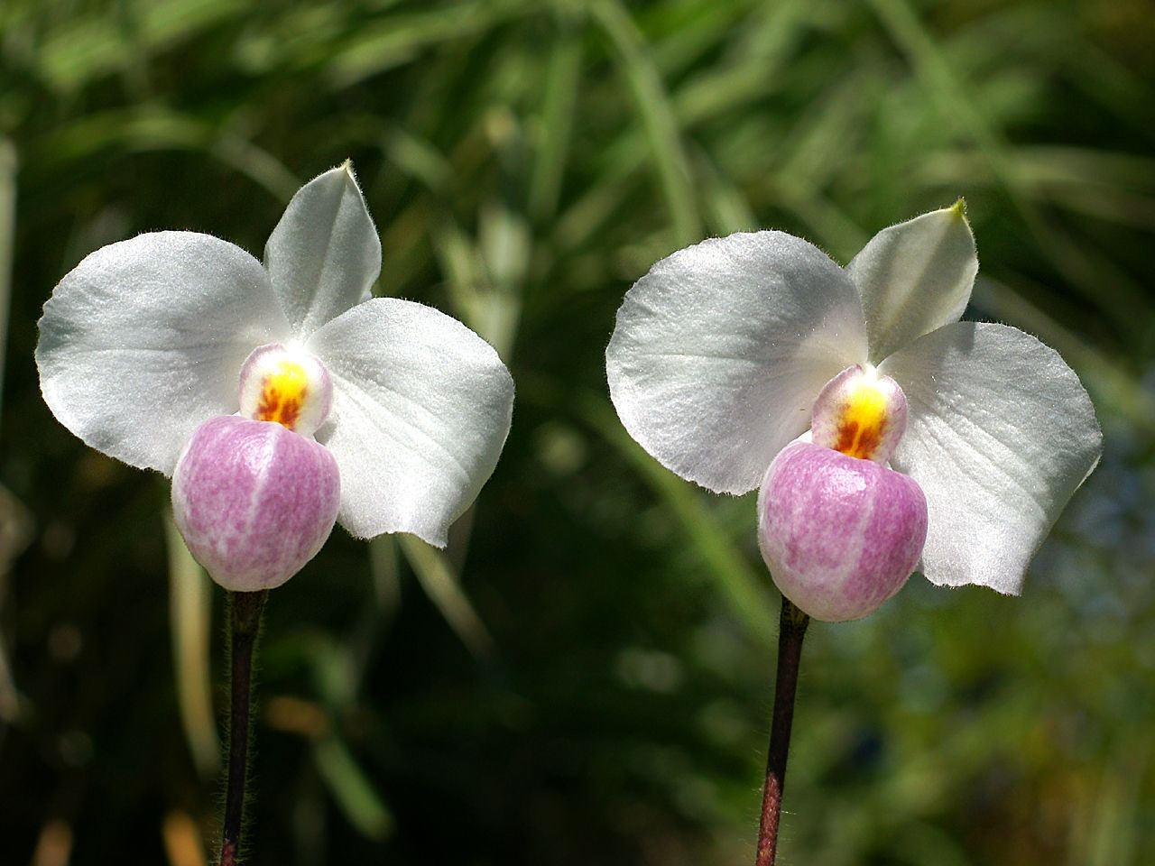 lan hài hồng thuần khiết