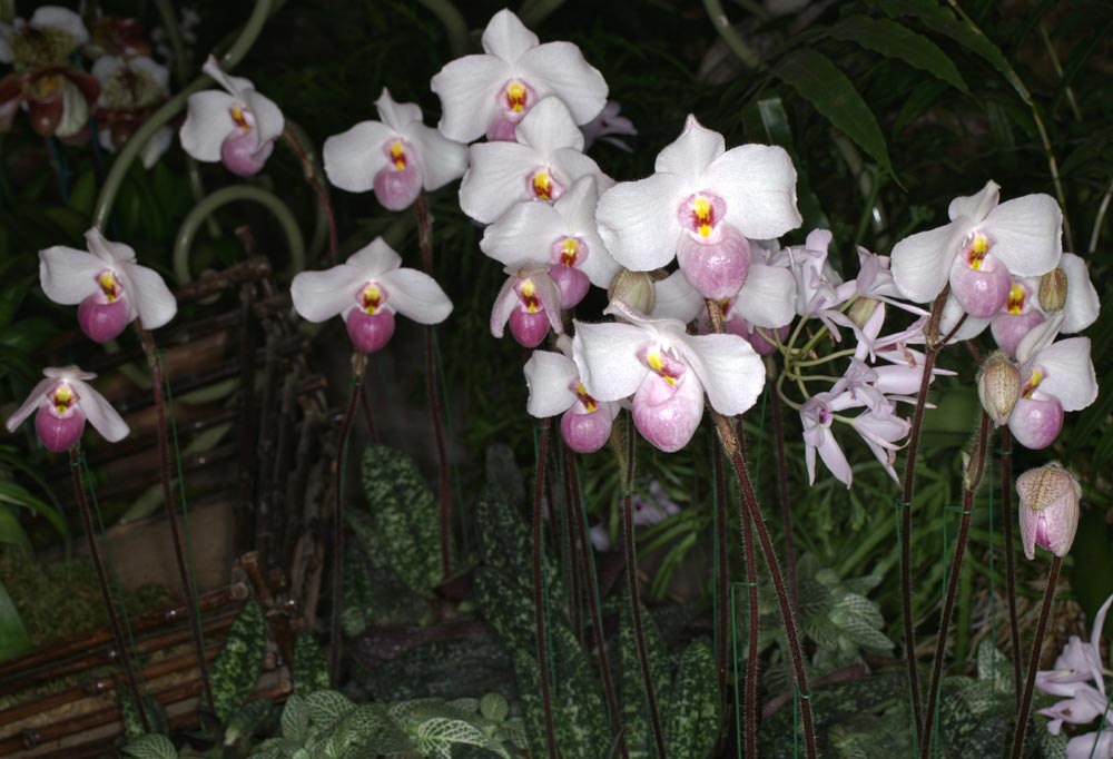 lan hài hồng