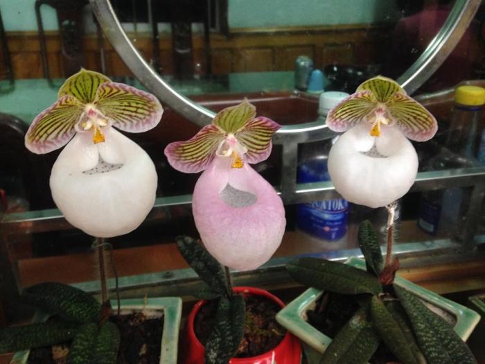 lan hài ngọc nữ độc lạ