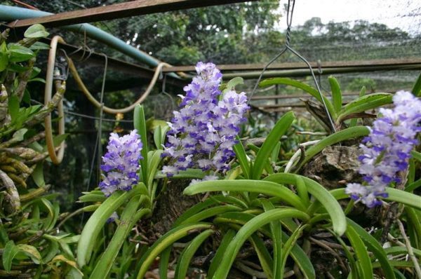 Lan hải yến thường ra hoa trong những tháng đầu mùa hè