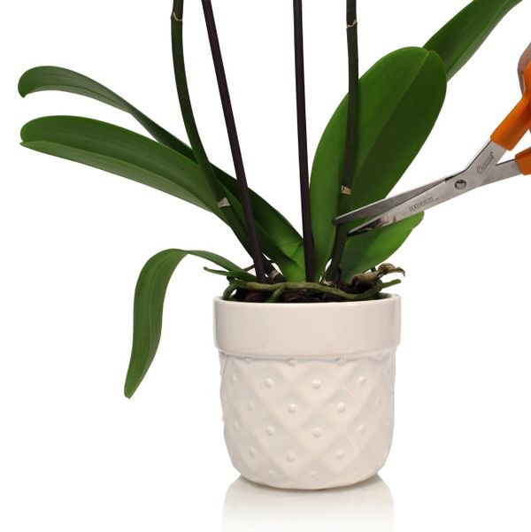 Hướng dẫn trồng hoa lan hồ điệp
