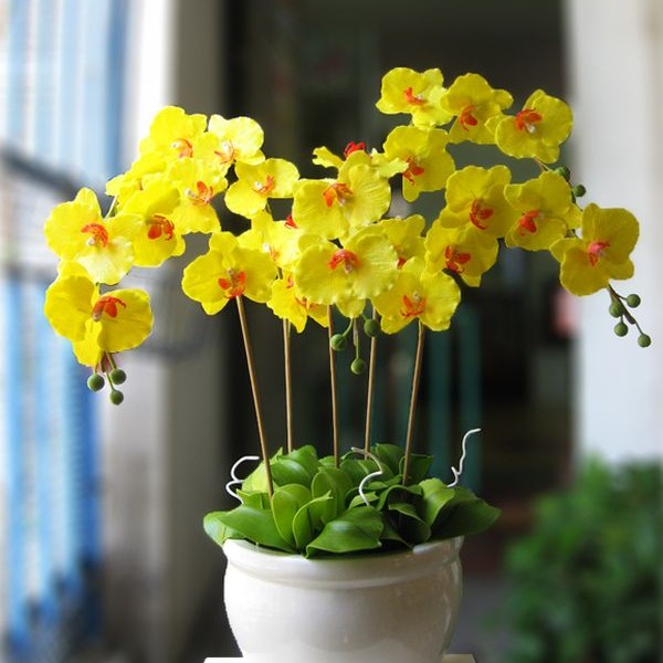 Những cánh lan hồ điệp Đà Lạt sở hữu màu vàng rực rỡ