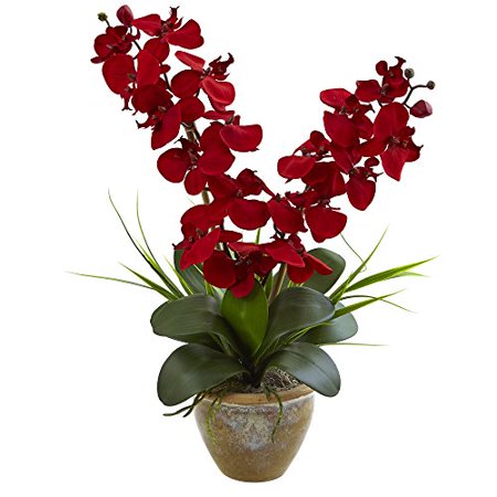 Chậu hoa lan hồ điệp đỏ đẹp tuyệt trần