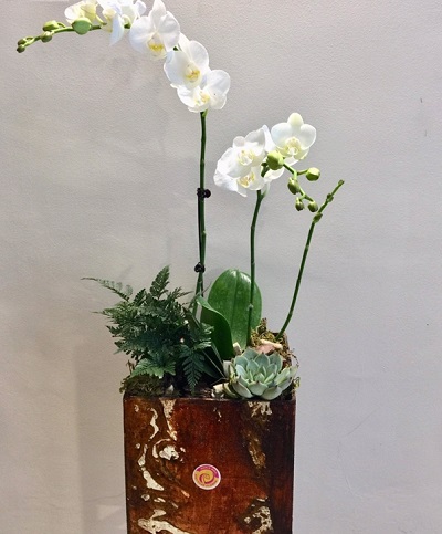 Lan hồ điệp công nghệ cao