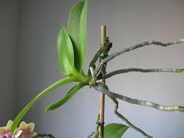 Thời điểm nào tiến hành nhân giống lan hồ điệp từ keiki?