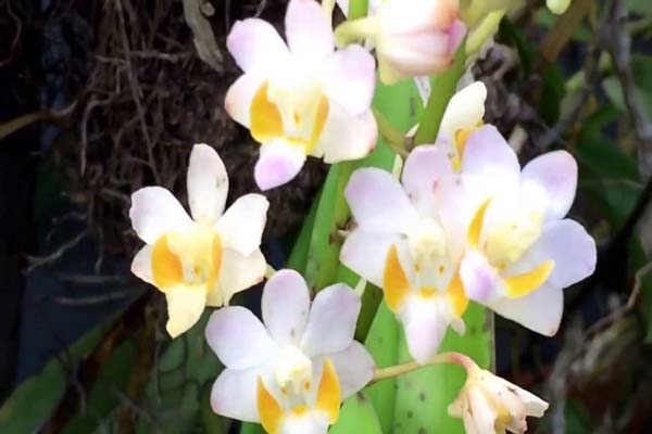 	Lan hồ điệp rừng - Vẻ đẹp mê mẫn, đầy bí ẩn1
