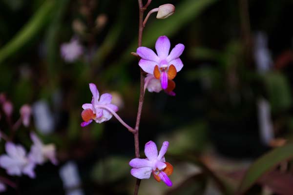 	Lan hồ điệp rừng - Vẻ đẹp mê mẫn, đầy bí ẩn2