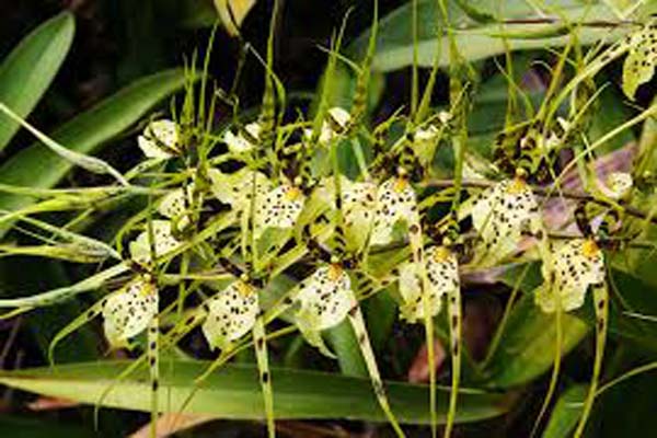 	Lan hồ điệp rừng - Vẻ đẹp mê mẫn, đầy bí ẩn3