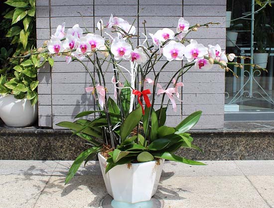 Hoa lan hồ điệp tặng tết không kịp bán