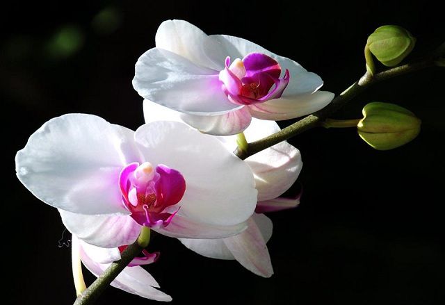Ảnh lan hồ điệp trắng thuần khiết