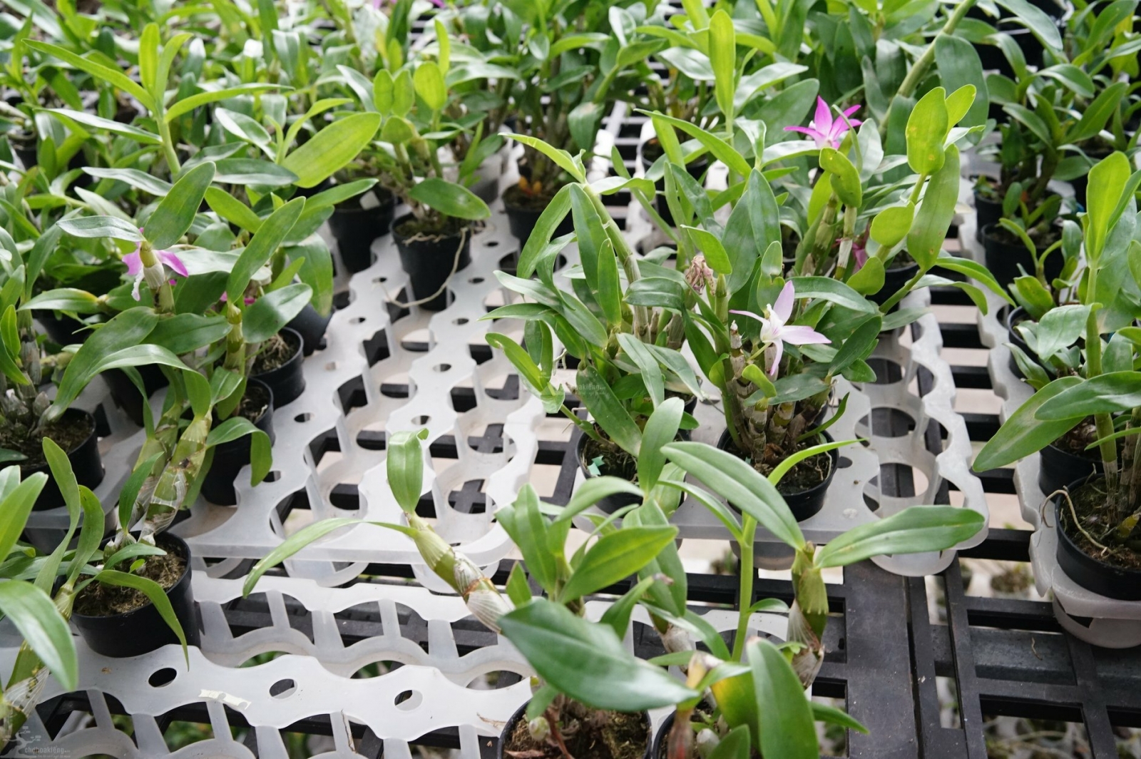 Cách trồng lan hoàng thảo cho ra hoa đều