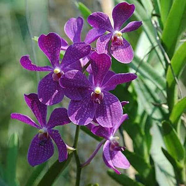 Lan mokara giống là kết quả lai tạo kết hợp từ 3 giống Arachnis, Vanda và Ascocentrum