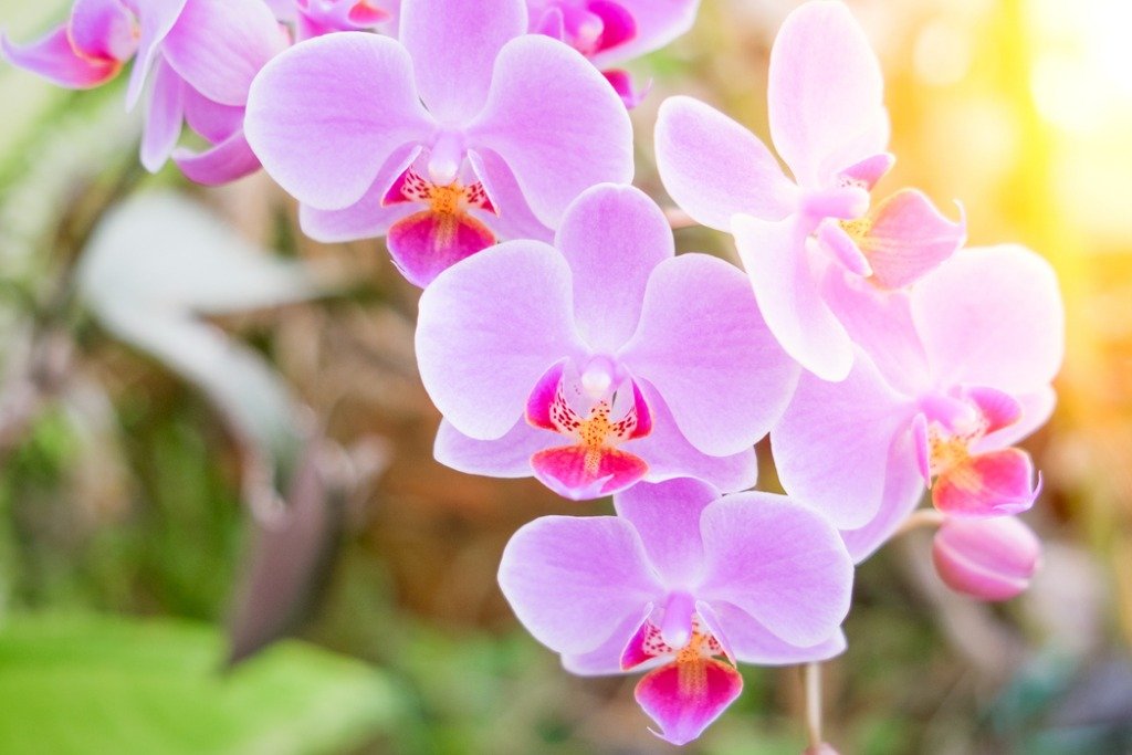 Loại hoa lan phi điệp tím đẹp tuyệt vời