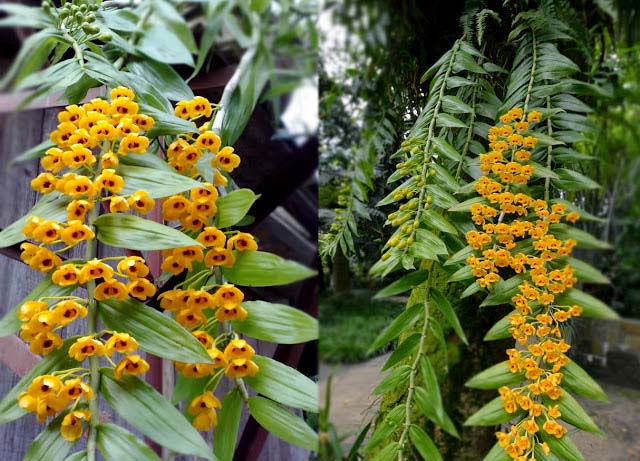Phi Điệp vàng Tây Bắc chứa đựng thông điệp về sự sang trọng