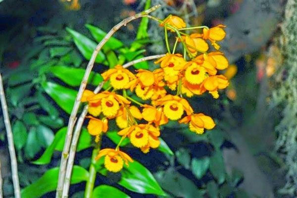 Hoa Lan Phi Điệp vàng Hà Giang rực rỡ