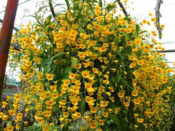 Chậu Lan Phi Điệp vàng khổng lồ tuyệt đẹp