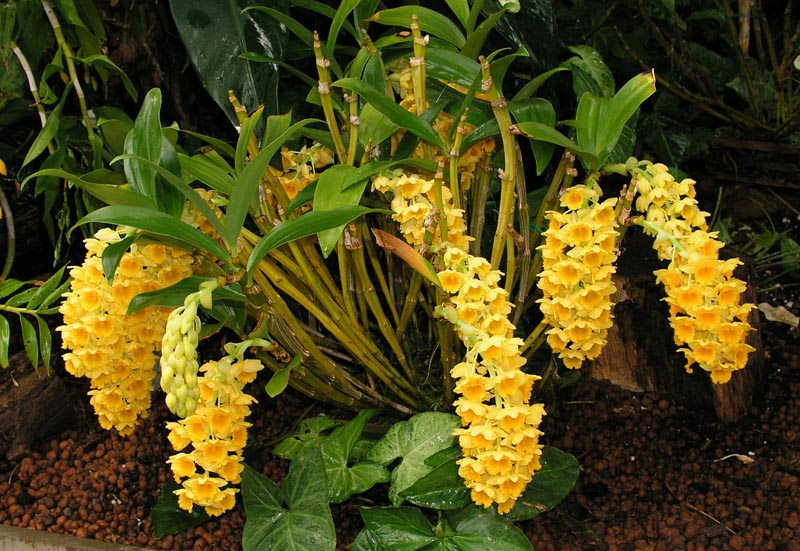 Hoa thủy tiên vàng mỡ gà