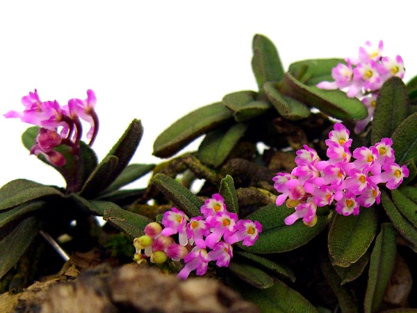 Hoa phong lan trứng bướm đáng yêu