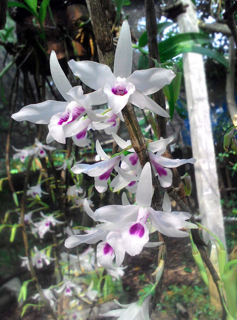 lan ý ngọc 6