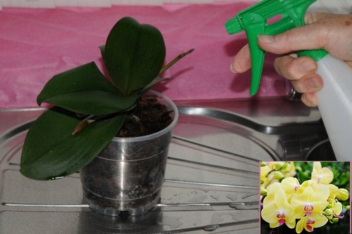 chăm sóc lan hồ điệp tươi lâu