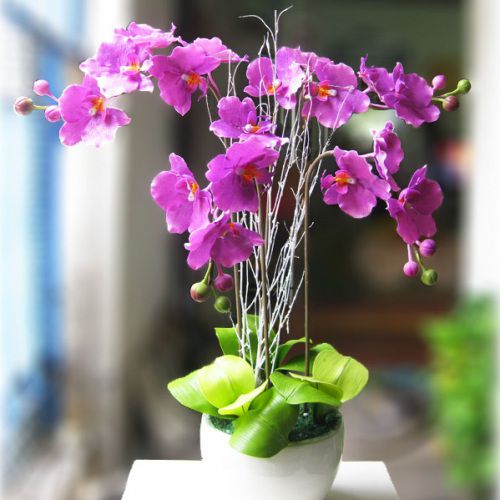 Loài hoa lan hồ điệp tím sang trọng