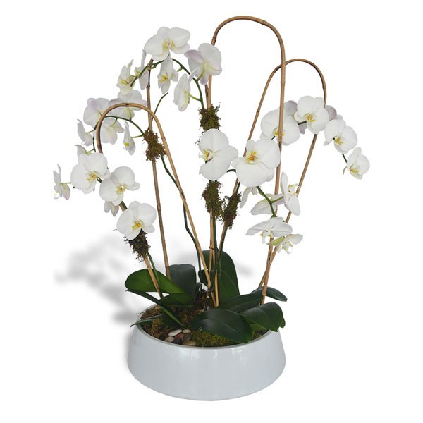 Loại hoa lan được mong đợi nhất năm 2019
