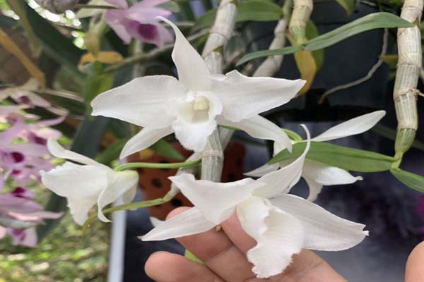 Lan hạc giả hawat trắng