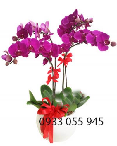 mẫu lan hồ điệp đẹp chất lượng