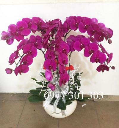 mẫu lan hồ điệp sang trọng