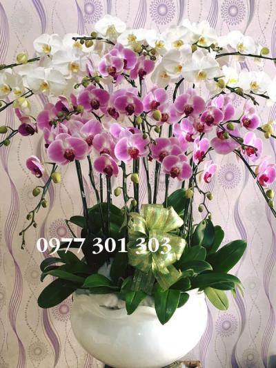 mẫu lan hồ điệp trắng tím giá rẻ