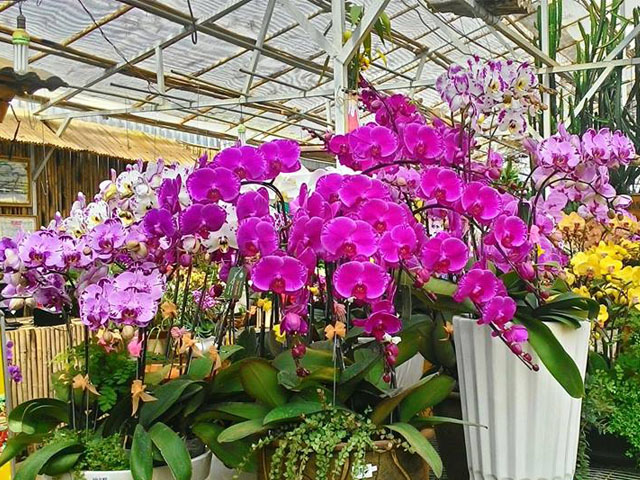 lan hồ điệp đà lạt đẹp nhất