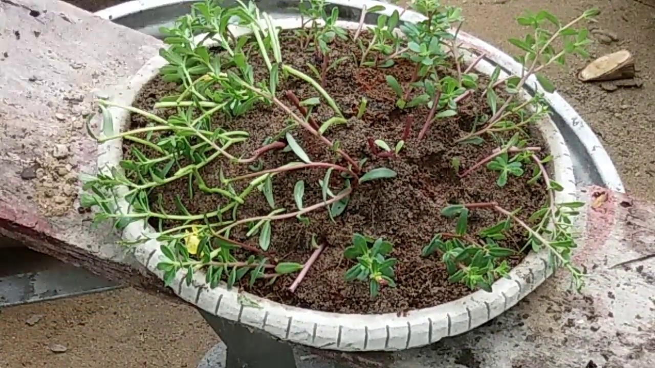 Cách trồng và chăm sóc hoa hồng
